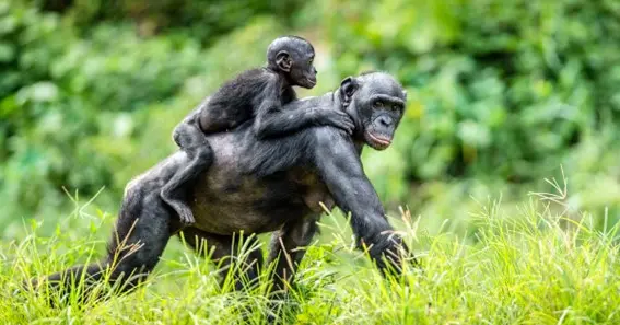 Bonobos