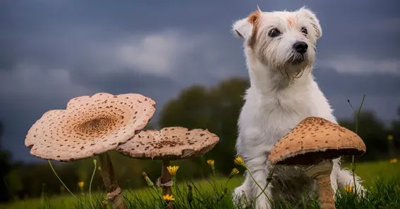 Can Dogs Eat Mushrooms