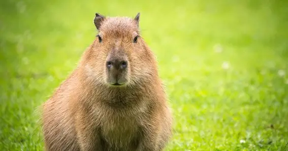 Capybara