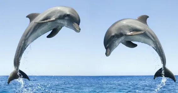 Dolphins