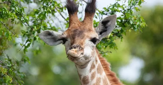 Information On Giraffe Tongues