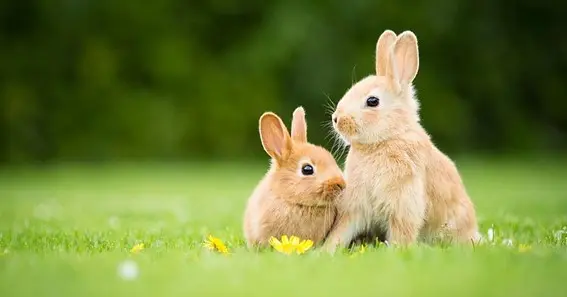 Rabbits