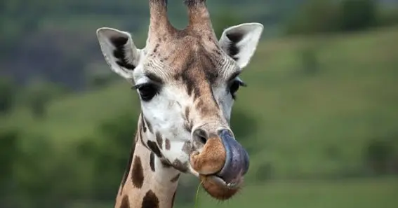 Reason For Black Hue On Giraffe’s Tongue  