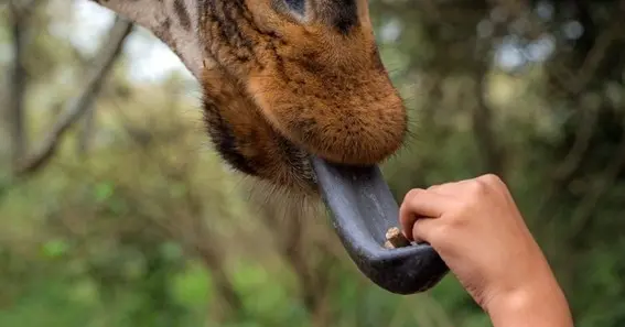 Things to Know About Giraffe Tongue Color