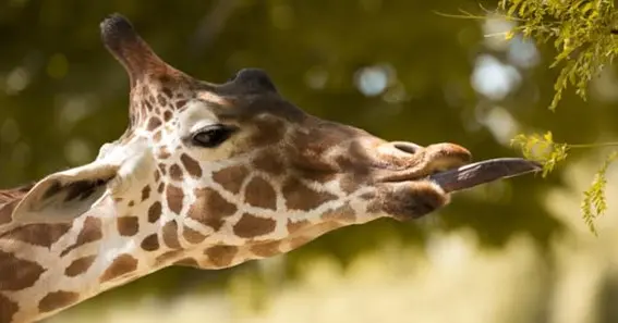 What Color Is A Giraffes Tongue