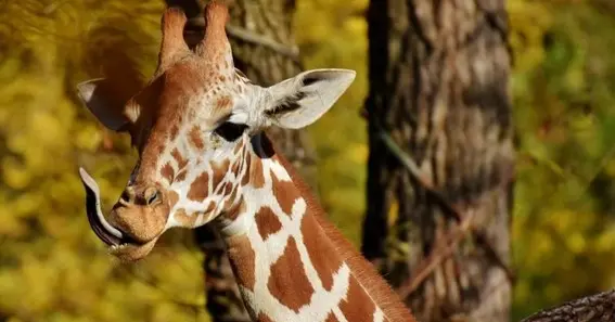 What Colour Are Giraffes Tongues