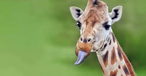 What Is Giraffe Tongue Color