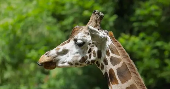 What Color are Giraffe Tongues