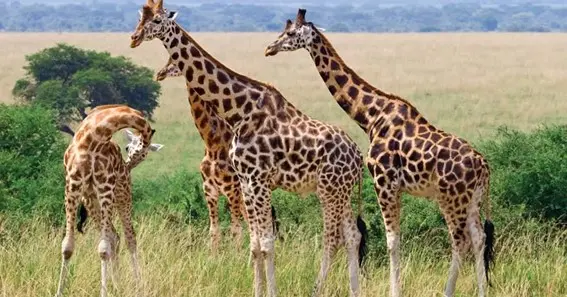 What Color Tongue Does A Giraffe Have