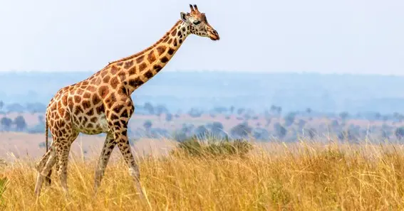 Giraffe Tongue Color